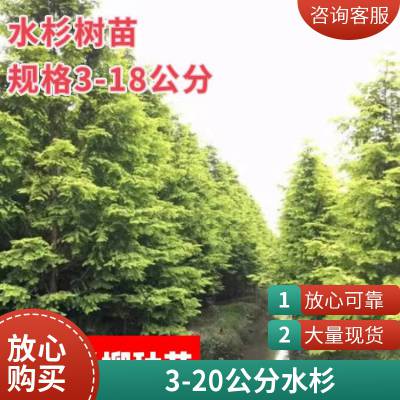 金叶水杉 园林绿化彩叶8公分1012苗木基地直发货源充足