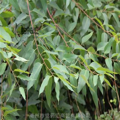 中药材大叶桉野生产地大货药食同源散装无杂质上千种中药材