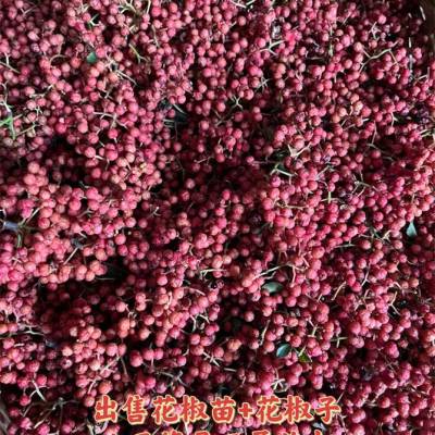 花椒苗 花椒苗品种 花椒苗产地 新品种大红袍花椒苗