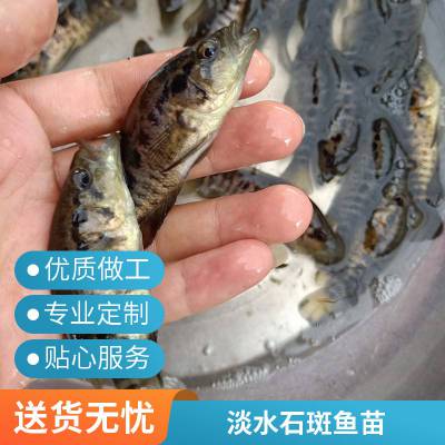 港发水产厂家 淡水养殖石斑鱼苗现售 淡水石斑鱼苗耐低氧 运输包活