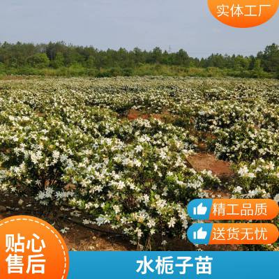 耐旱适应性强 江西地道中药材 黄栀子苗 专业技术指导 众创农业