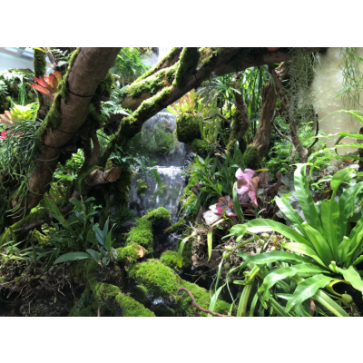 常德/张家界/益阳生态雨林缸、大型鱼缸、水族找植来植趣（案例）