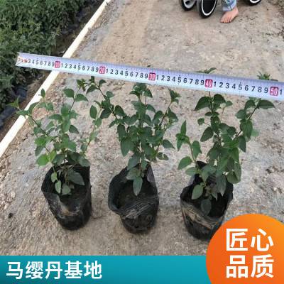 规格齐全哪里有广东马缨丹基地产地价格袋苗盆苗地被价格便宜成活***马缨丹