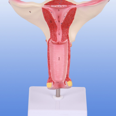 子宫剖面模型YR-A1099子宫剖面模型YR-A1099