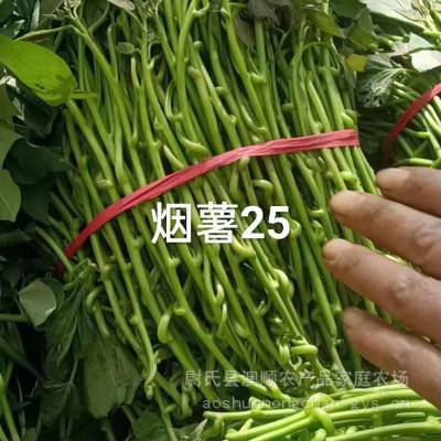 红薯苗 澳顺种植基地美国9408高淀粉地瓜苗