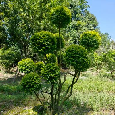 亮晶女贞棒棒糖袋苗,多头亮晶女贞造型,点缀植物造型栽植四季常绿植物造型