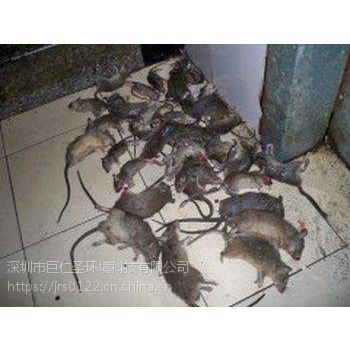 惠州东莞灭鼠老鼠咬断线路造成危害及时灭鼠找巨仁圣环境公司