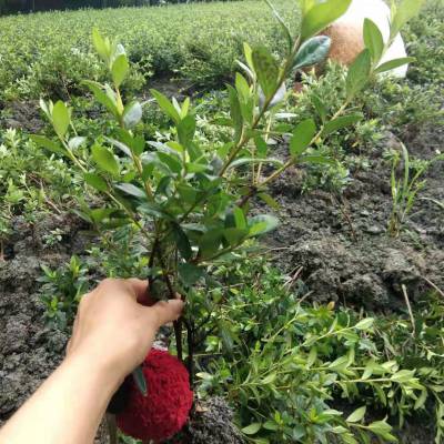 大量出售陕西春鹃苗子 小杯春鹃小苗基地