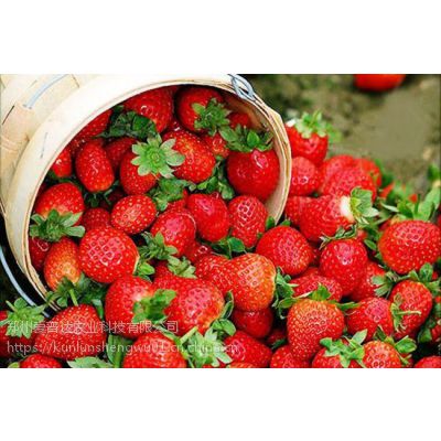 种植草莓用肥什么牌子好？光动力光碳肥