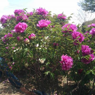 百年古树牡丹花紫斑牡丹北方耐寒牡丹种植基地成型株牡丹大树