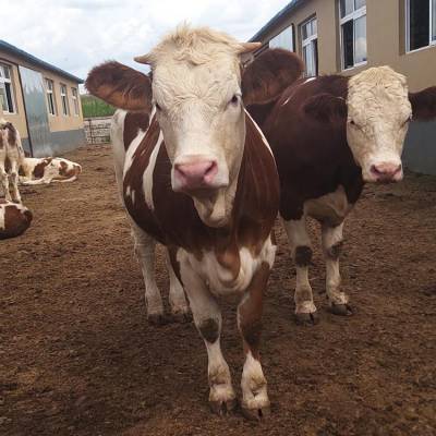 咸宁牛养殖基地 六个月的西门塔尔牛苗多少钱