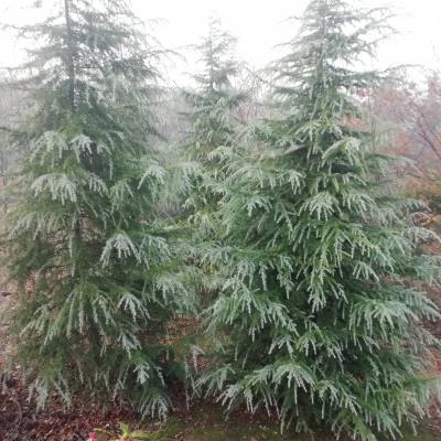 ������֦��Ҷï5��ѩ�� ͦ�α���5��ѩ�ɼ۸�