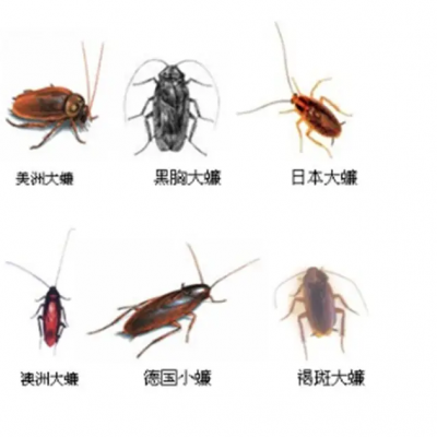 青浦灭蟑螂公司 青浦杀蟑螂----上海灭蟑螂公司