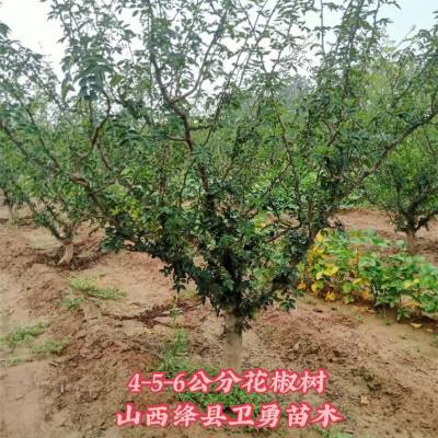 1年花椒种植基地 0.8-1公分粗花椒苗销往山西 陕西 河北 河南