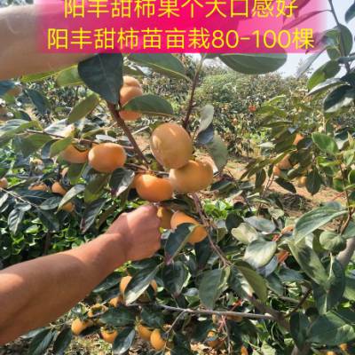 柿子树哪里有卖// 5公分6公分7公分柿子树 //今年阳丰甜柿树产地报价