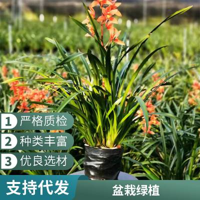 燎伯兰业 大花浓香浓香兰花 建兰醉美人 阳台绿植室内花卉