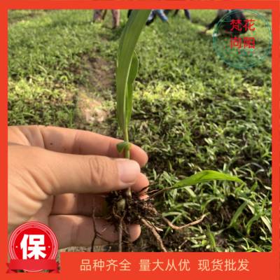 紫花三叉大白芨 适合农村闲地种植 种植简单采挖方便