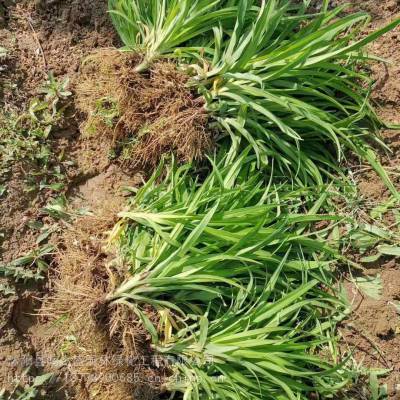 江苏金娃娃萱草价格地被植物金娃娃产地价格