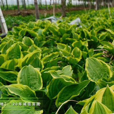 玉簪产地批发甜心玉簪50万盆,青叶玉簪100万盆