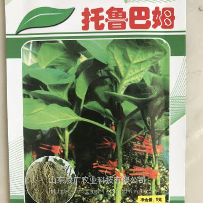 托鲁巴姆砧木种子 抗紫花病毒 抗枯萎病 生芽快