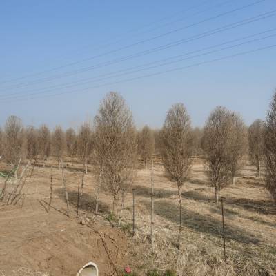 榆 树 5-10公分 抗碱性高 自然成型 无需修剪 耐高温 杨树苗规格齐全