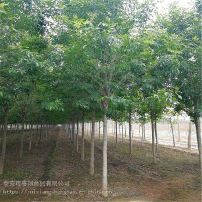 对节白蜡大树 9公分/10公分白蜡 12公分-16公分白蜡树
