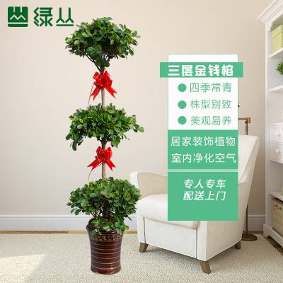 摇钱树黑螺纹盆/商场绿植/开业植物/绿丛园林