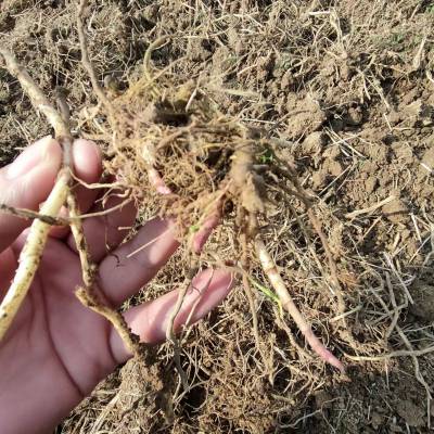 佩兰芽子 佩兰根出售