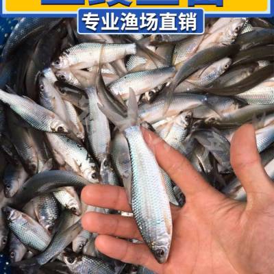 鲮鱼苗批发土鲮鱼白鲮鱼麦鲮鱼麦穗鱼食蚊鱼饲料罐头鱼苗淡水养殖