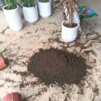 南宁花卉绿植租赁养护 找汇成园艺