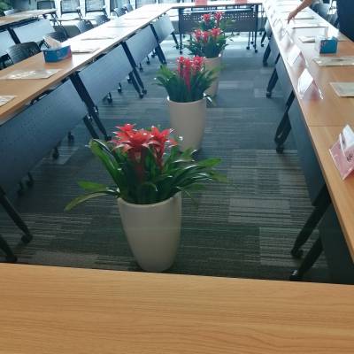 开业送礼寓意好植物,鸿运当头植物,会议室布置摆放***,公司前台摆放