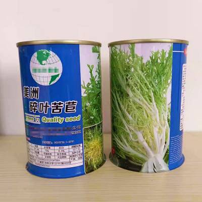 碎叶苦苣种子 生长速度快 高产黄心盆栽特菜春秋种植