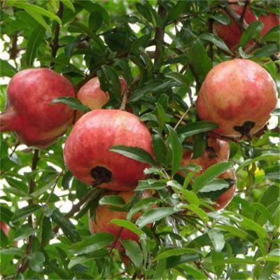 农业致富信息***果树种苗基地销售 软籽石榴种苗