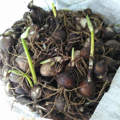 石蒜彼岸花球根供应曼珠沙华种球批发曼珠沙华种球