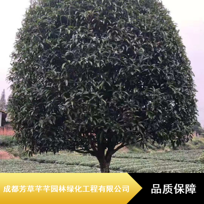 高分枝桂花树苗_行道树桂花_芳草芊芊15公分桂花批量供应