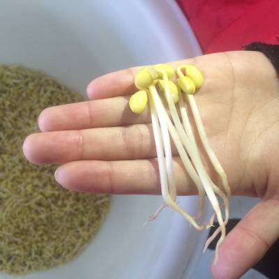 景德镇全自动多功能豆芽机 节能款豆芽机