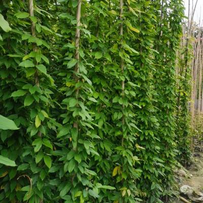 湖南45米长油麻藤苗批发长沙油麻藤杯苗批发湖南油麻藤种植基地袋苗