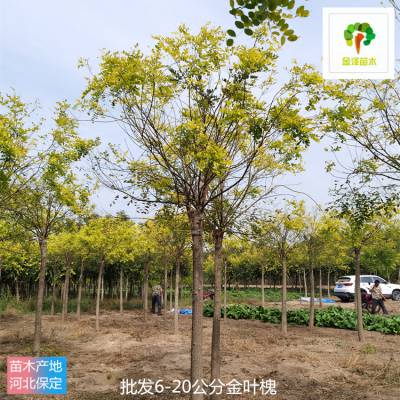 湖北金叶槐苗圃出售 高杆金叶槐 一站式采购 客户现场选树 基地供应