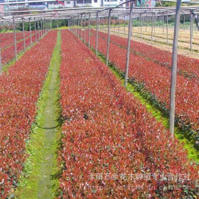 红叶石楠小苗幼苗 大杯红叶石楠价格 四川红叶石楠苗基地 万象花木