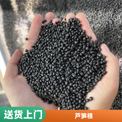 巨鑫源一号芦笋种子高产量早熟全绿芦笋杂交一代种苗