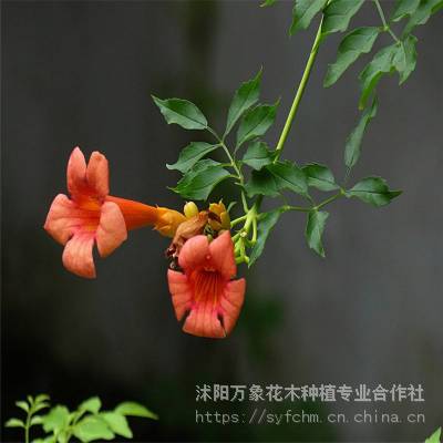 供应中华凌宵，凌宵干花药材，凌宵直销基地