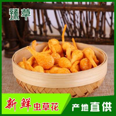 菌汤用北虫草东北干货北虫草北虫草批发渠道北虫草批发虫草花