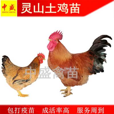 2020年广西灵山土鸡苗价格-红玉土鸡苗批发包邮-三黄鸡土鸡苗批发市场