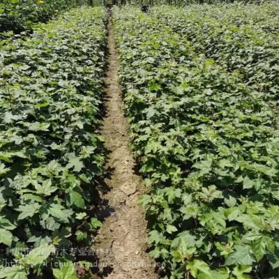 庭院观赏枫香苗_利川市信都落叶枫香苗_耐旱枫香苗种植基地