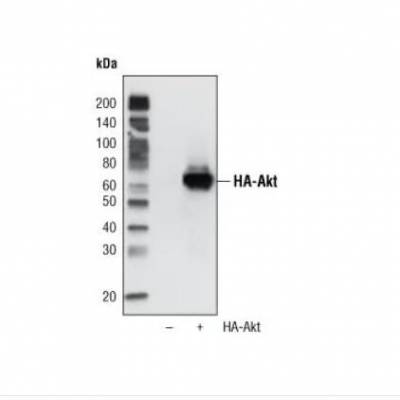 现货：CST 2999S HA-Tag (6E2) Mouse mAb (HRP Conjugate)