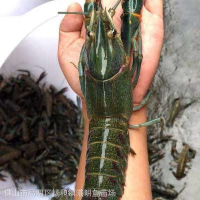 基地供应澳州大龙虾 红螯螯虾厂家 2-5cm澳州大龙虾好养吗