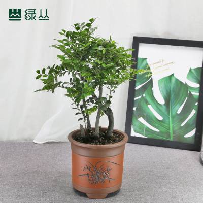 小叶紫檀 小盆景 茶桌盆栽 书房盆栽 绿丛园林 绿植租摆