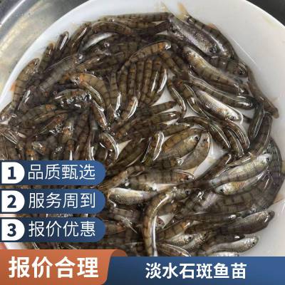 厂家批发鱼苗 溪水石斑鱼苗 红罗非鱼苗 锦鲤鱼苗鲜活水产 买就送