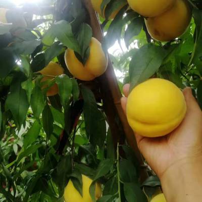 黄金蜜2号桃苗新报价黄金蜜2号桃苗今单价