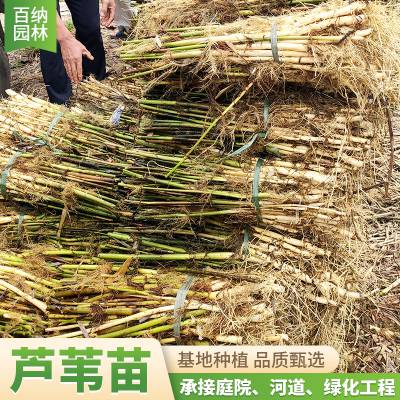 附近 精品芦苇种苗多少钱 大型芦苇苗多少钱 多少钱一棵芦苇苗